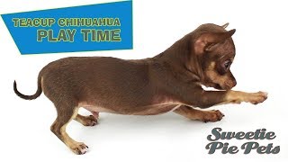 Buster Brown Chocolate Teacup Chihuahua Puppy 🤗 🐶  Sweetie Pie Pets [upl. by Schwerin]