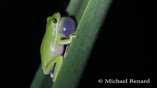 Calling Green Treefrog [upl. by Anirbus]