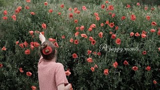 A poppy month [upl. by Samau]