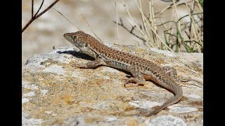 Schreibers fringefingered lizard  Acanthodactylus schreiberi  Ακανθοδάκτυλος  Cyprus [upl. by Sherwin]