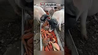 Why are seafoods being fed to these pigs pigs seafood shorts [upl. by Eynobe]