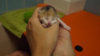 Habl Katzenbabys 3 Tage alt [upl. by Surovy215]