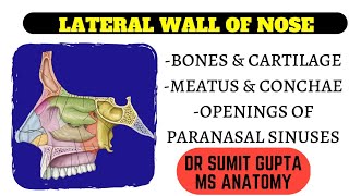 LATERAL WALL OF NOSE BONY FEATURES concha  meatus [upl. by Ochs637]