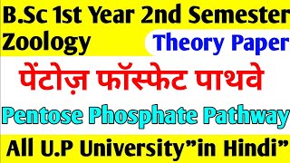 Pentose phosphate pathway।Hmp shunt pathway।in Hindi।Bsc।Biochemistry। [upl. by Strickland559]