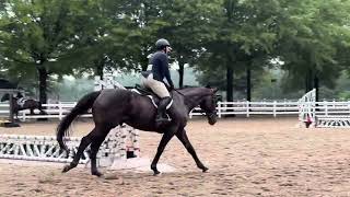 Black Limo winning under saddle at first show [upl. by Brockie22]