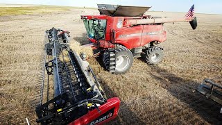 🔴Live Beastbine  The CASE IH 8230 [upl. by Muire860]