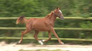 Vidéo LOT 0516 NAMINE  Ventes de Trotteurs de Caen  25 septembre 2024 [upl. by Dorej]