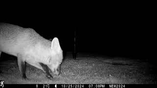 24th October 2024 Fox eating peanuts [upl. by Lucky936]