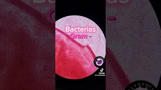 BACTERIAS GRAMM POSITIVA Y NEGATIVA FACIL EN UNA SOLA CANCIÓN [upl. by Nylisoj]