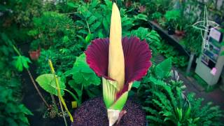 Amorphophallus titanum  New Reekie in timelapse [upl. by Eltsirc]