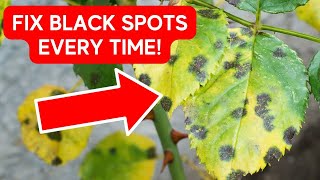 How To Fix Root Rot  No More Black Spots On Rose Leaves [upl. by Ettesyl753]