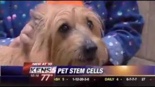 Stem cells for dogs New pain management therapy works for pets [upl. by Younger]