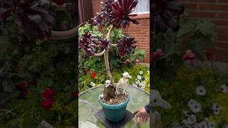 Repotting our spooky Halloween plant the Aeonium Arboreum as it was getting rootbound succulent [upl. by Cecil829]