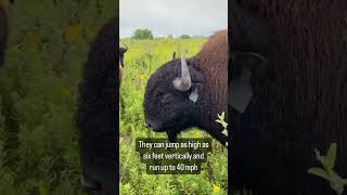 Check out this herd of bison at Midewin National Tallgrass Prairie shortsvideo shortsfeed shorts [upl. by Rosalia]