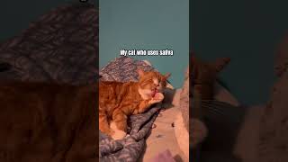 The secret behind my cat’s handsomeness shorts cat funny [upl. by Woodhouse]