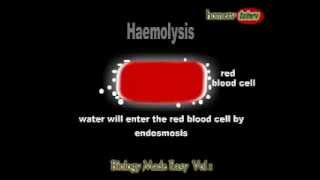 What is haemolysis [upl. by Sirahc]