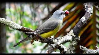 CANTO DEL SIRIRÍ COMÚNTROPICAL KINGBIRD Tyrannus melancholicus [upl. by Adnihc]