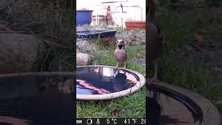 Wunderschöner Kernbeisser an Vogeltränke  Beautiful Hawfinch at the bird bath  Smuk kernebider [upl. by Hseham]