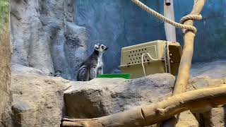 Zoo Animals Part 52 Ringtailed Lemur [upl. by Bocyaj402]