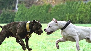 Pitbull VS Dogo Argentino Who is the winner [upl. by Selwyn]