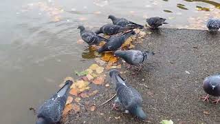 SO MANY PIGEONS at Swanny Ponds [upl. by Rihana]