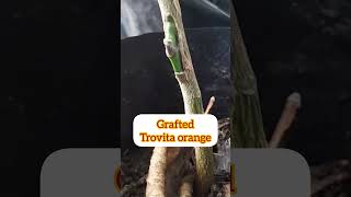 GRAFTED SEEDLESS TROVITA ORANGE [upl. by Wymore]