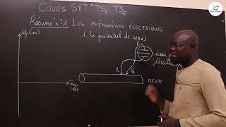 Cours  Tle S1 amp S2  SVT Résumé de cours  Le tissu nerveux les phénomènes électriques M Gnasse [upl. by Neenad]