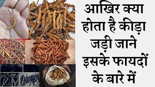 Keeda Jadi YarsagumbaCaterpillar fungus Health Benefits कीड़ा जड़ी के फायदे और पहचान [upl. by Gavriella]