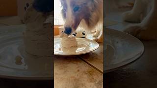 Eating my Liver Cake birthday cake puppy sheltie [upl. by Ghassan]