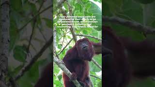 Howler Monkeys The Loudest of all Monkeys [upl. by Edmead]