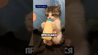 Котёнок И Бутылочка 😍 [upl. by Tray65]