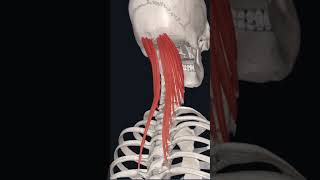 “semispinalis capitis 💪 muscle “ [upl. by Corsetti]