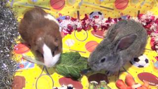 Funny Baby Bunny Rabbit and Cute Guinea Pig  Good Pets Eating Lettuce [upl. by Olenka]