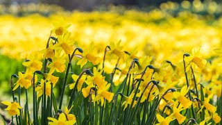 Rialto to mark Cancer Councils Daffodil Day with field of 20000 daffodils [upl. by Nairad]