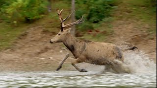 Milu deer herd takes to the water [upl. by Refenej]