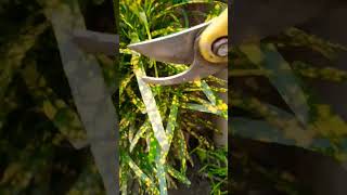 Croton plant ki cutting video nature shorts [upl. by Wally]