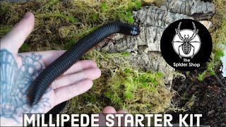 The Spider Shop Bug Starter Kit Millipede set up [upl. by Jak484]