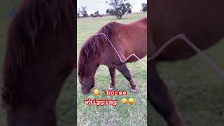 😳😳crack that whip horse equestrian horseriding equine parisolympics2024 shortsvideo shorts [upl. by Fineman264]