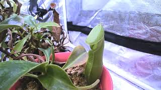 Nepenthes spathulata timelapse [upl. by Nyrrad634]