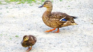 Mama Duck CALL SOUNDS to Her Babies [upl. by Risley598]