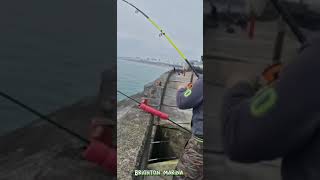 Brighton Marina fishing fishing spining brightonmarina fishingvideo [upl. by Settera547]