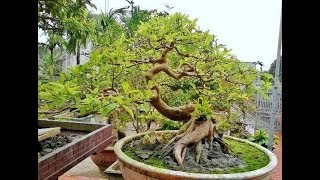 Psidium Guajava Bonsai 11 [upl. by Emmey876]