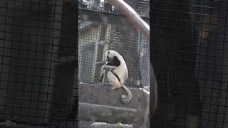 Coquerels sifaka lemur having lunch at Houston zoo pt 1 [upl. by Elspet]