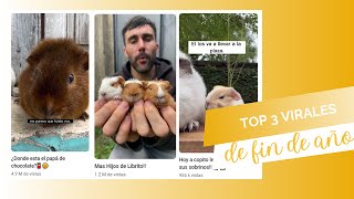 Top 3 virales de fin de año 🐹 [upl. by Nitsyrk]