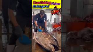 Overfishing lead to Extinction of certain species 🐠🐟fish fishing overfishing animals ytshorts [upl. by Jarrid855]