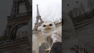 Owl Takes Selfie in Paris [upl. by Nashner]