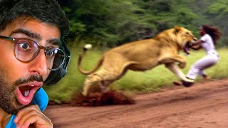 Scary Animal Encounters Caught On Camera [upl. by Shaddock]