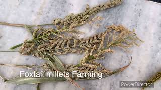 Foxtail millets farming choti or badi kangani for small birds baggieslove birds and sun conure [upl. by Atekan]