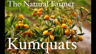 Kumquat Trees  John Kaisner The Natural Farmer [upl. by Sirred]