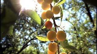 Mirabelles  une belle récolte sur le domaine de la Grange en Haye [upl. by Omarr741]